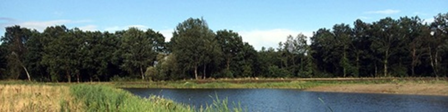 View of large pond at Horsell Common
