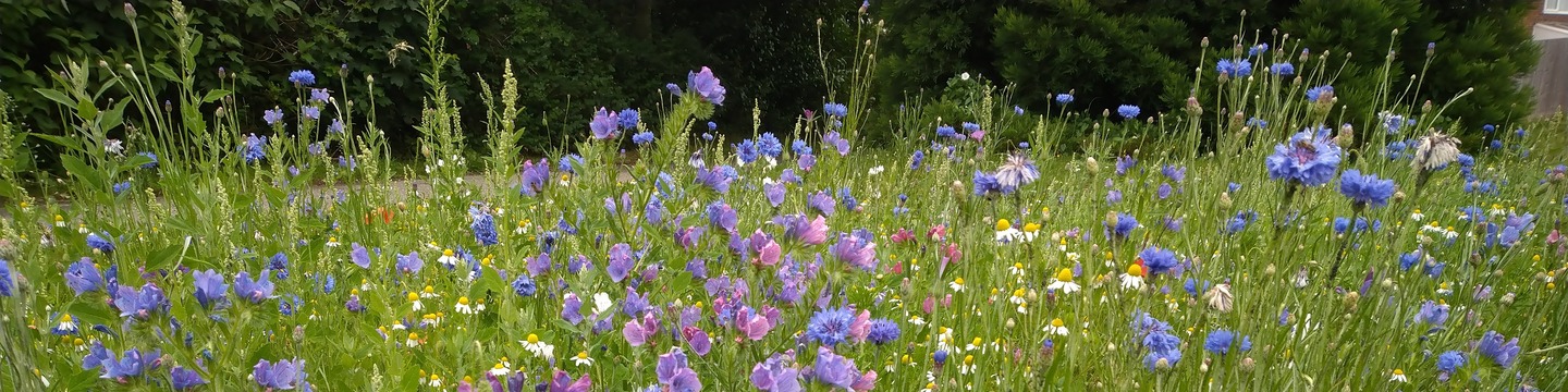 Field of flowers